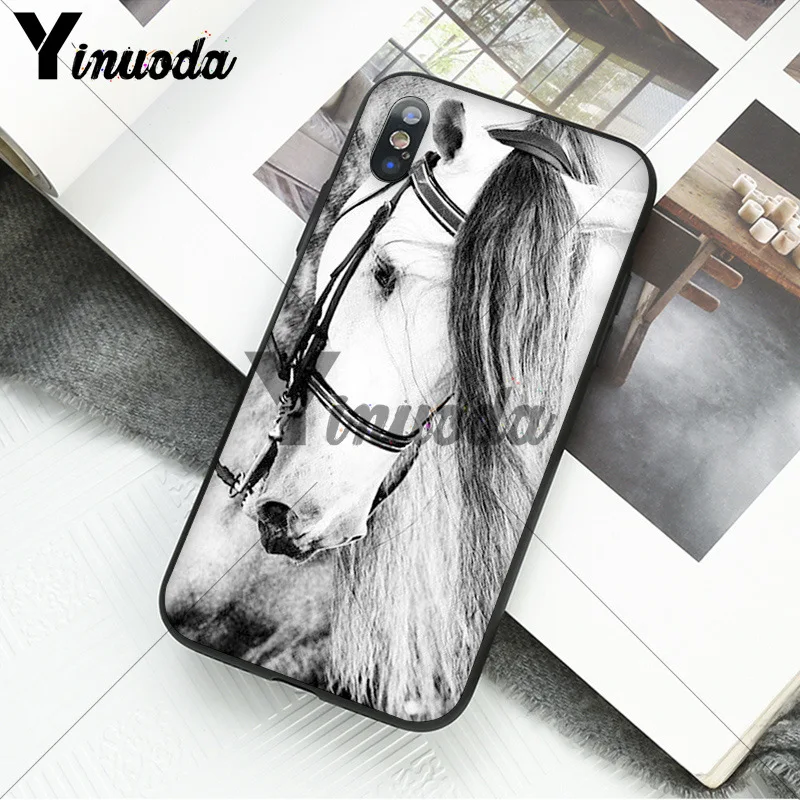 andalusian horse