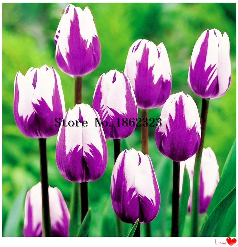 100PCS RARE RAINBOW TULIP FLOWER BULBS SEEDS PERENNIALS PLANT DECORATION SUPREME