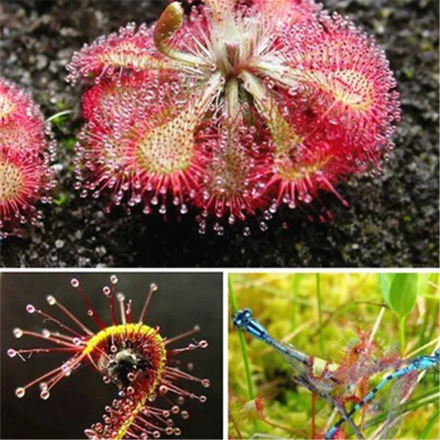Us 0 3 49 Off Promotion 100pcs Drosera Peltata Pot Plant Circular Sundew Carnivorous Plants Garden Venus Flytrap Bonsai Succulent In