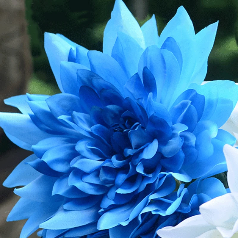 120 pcs Rare Blue Dahlia Seeds Beautiful Gardens Dahlia pinnata Bonsai