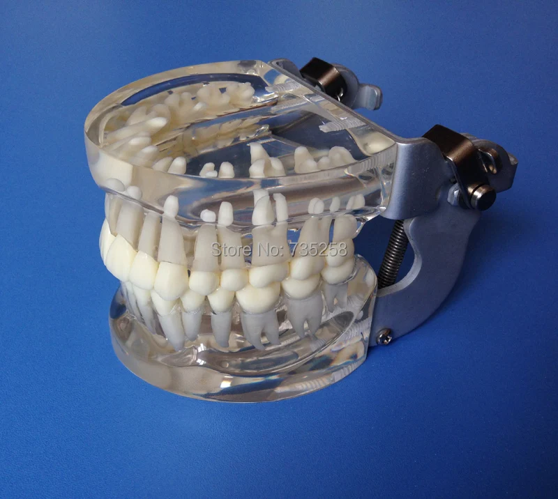 

Transparent Oral Teeth Model ,Transparent Adult Standard Tooth Column Model ,Crystalline Teeth Model
