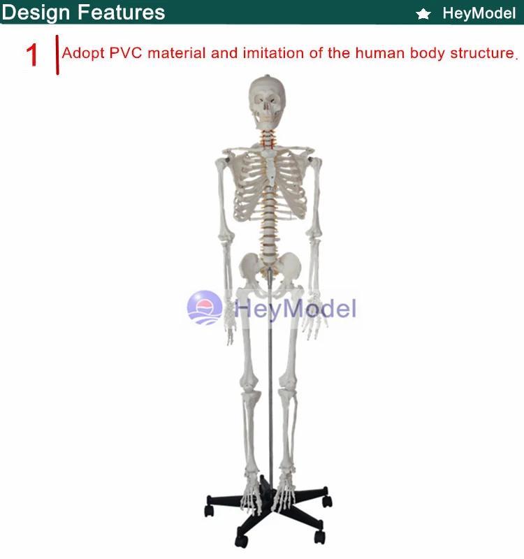 Модель скелета heymole для всего тела с окрашенным цветом для медицинского использования