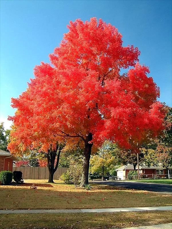 2021 Rare Red Oak Tree Seeds Quercus Alba Shade Acorn Seeds G36 From Novelty_1, $17.31 | DHgate.Com