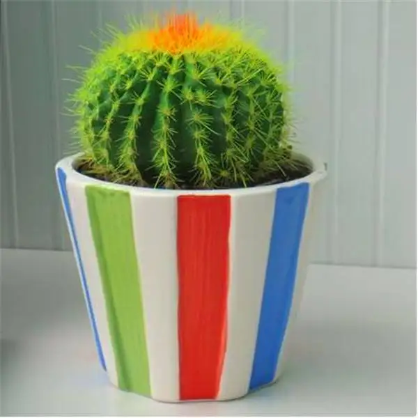 Promotion! 1000pcs rare cactus plant Japan best selling succulent flower bonsai plant indoor plant home and garden decoration