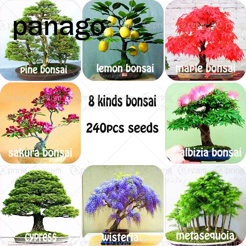 

240pcs 8 Kinds Of Bonsai Pine Lemon Maple Sakura Metasequo Wisteria Albizia Julibrissin Cypress Value Combination For Indoor