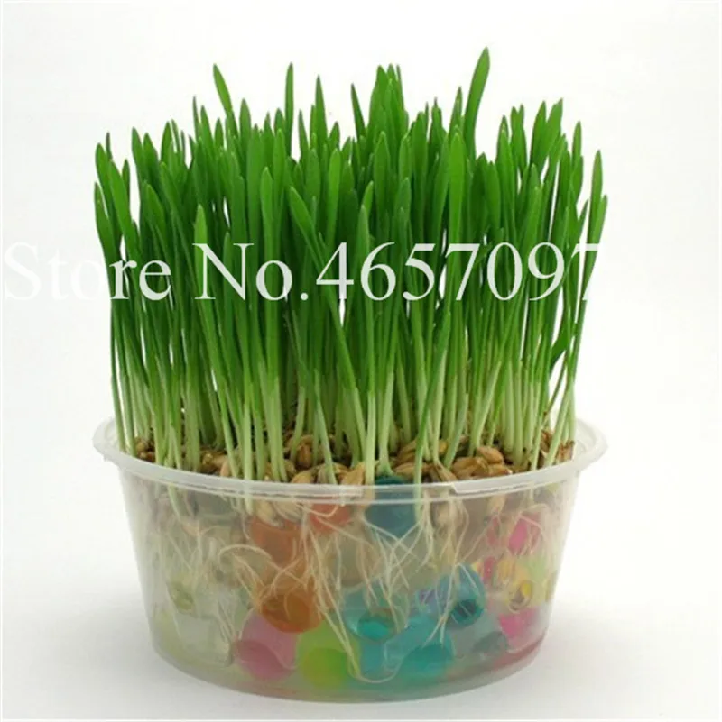 1000 Pcs Cat Grass Plant Herb Edible Lemongrass Kitchen Vegetable Bonsai Medicinal Use graines legumes potager DIY Home garden