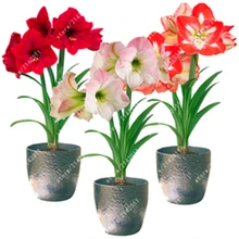 100pcs/bag Amaryllis Seeds Hippeastrum Seeds (not amaryllis bulbs) Roof Terrace Garden Patio Garden Barbados Lily Flower Seeds