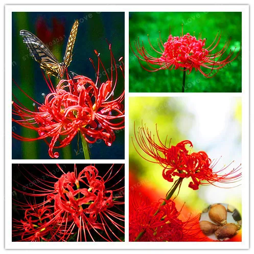 

Red Lycoris Bulbs True Lycoris Bulbs,(Bonsai),Natural Growth, Bonsai Plant DIY Home Garden-2 Bulbs