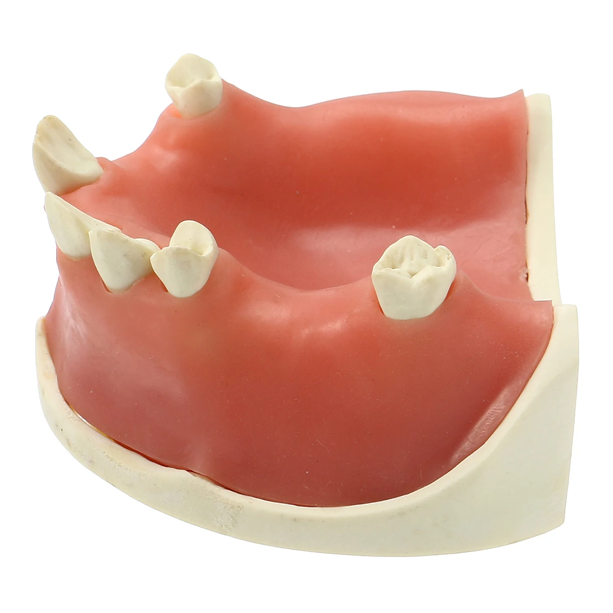 

Dental Lower Jaw Implant Practice Model With Soft Gum Dentist For Medical Dental Education Practice Teaching Study 7.3*6*3.3cm