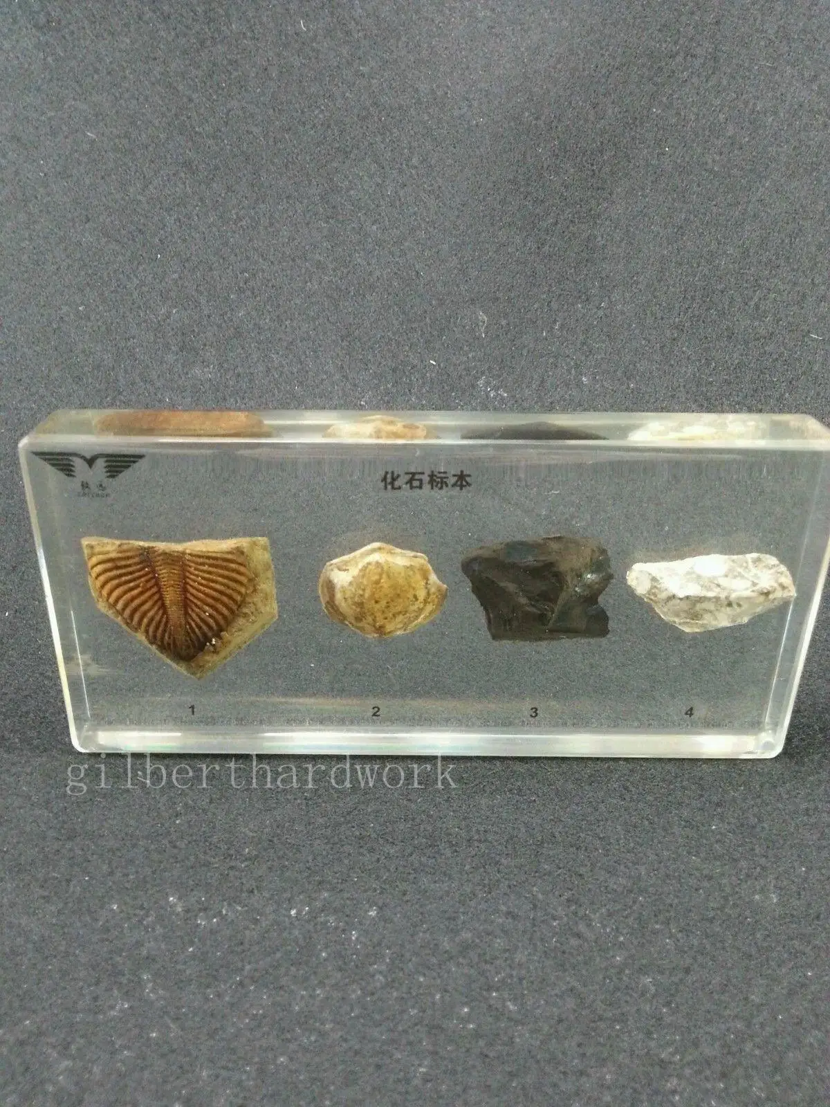 4 вида Fossil образцов в ясно lucite блок образования инструмент specime