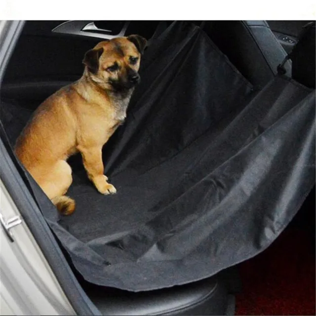 vans chien vans chien