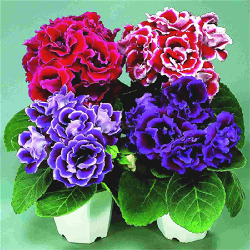 100 pcs Imported Gloxinia Plant Bonsai Perennial Sinningia Gloxinia Flower plants for Home Garden Pot Easy to Grow(da yan tong) 100 pcs Imported Gloxinia Plant Bonsai Perennial Sinningia Gloxinia Flower plants for Home Garden Pot Easy to Grow(da yan tong)