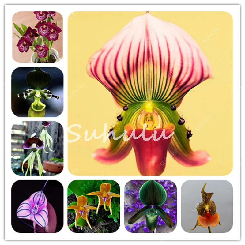 

100pcs/Bag Orchid Flores,Rare Orchid Bonsai Unique Monkey Face Flower Plante Natural Growth Flower Bonsai For Home Garden