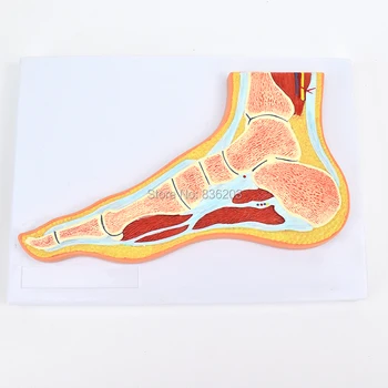 

life size Human life brain Cross Section of foot joint anatomy skeleton condoms medical instruments male member traumatic pistol