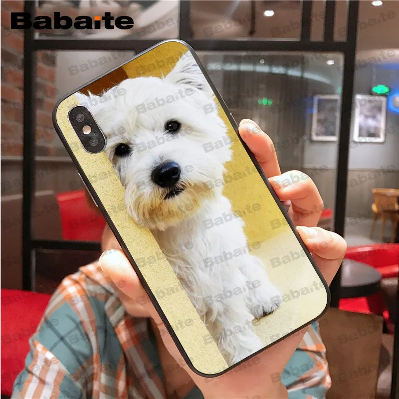 Westie dog