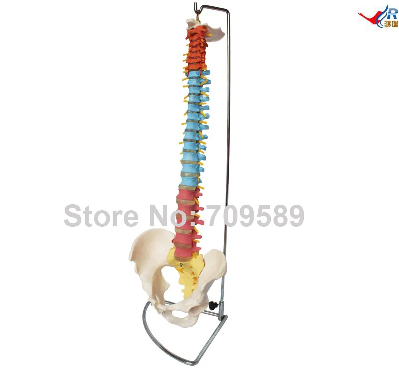 

Didactic Vertebral Column with Pelvis