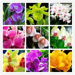 100 шт Орхидея красивый фаленопсис Бонсай многолетний цветок домашний сад бонсай четыре сезона растения бонсай цветы легко выращивать