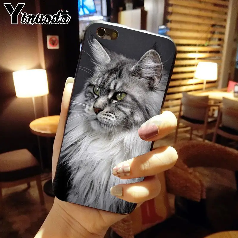 pet maine coon cat