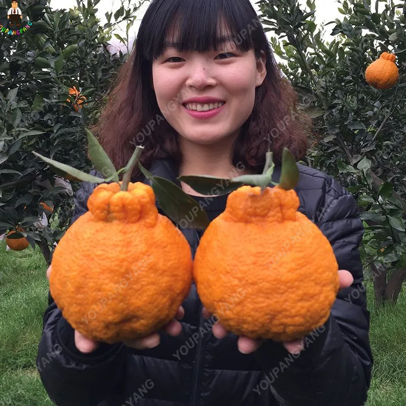 

20PCS Bonsai Orange Potted Edible Tangerine Citrus Fruit Planting Dwarf Orange Tree Indoor Plant Home Garden plantas Bonsais