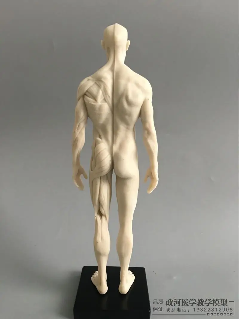30 см художественная модель человеческого тела скелетно-мышечная Анатомия структура модель CG Живопись Скульптура обучение