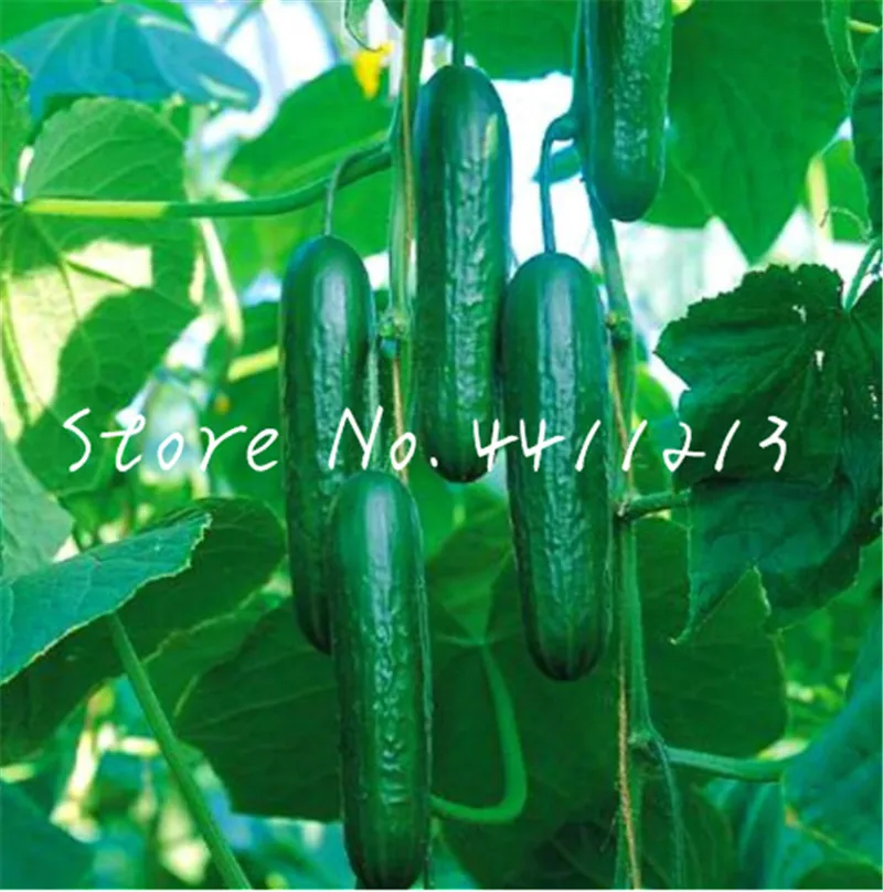 

Hot selling 100 pcs Mini Cucumber Bonsai Rare Non-GMO Delicious Cucumber Fruit and Vegetable Plant for Home Garden Planting