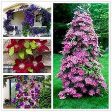100pcs bag Clematis font b seeds b font flower clematis vines bonsai flower font b seeds