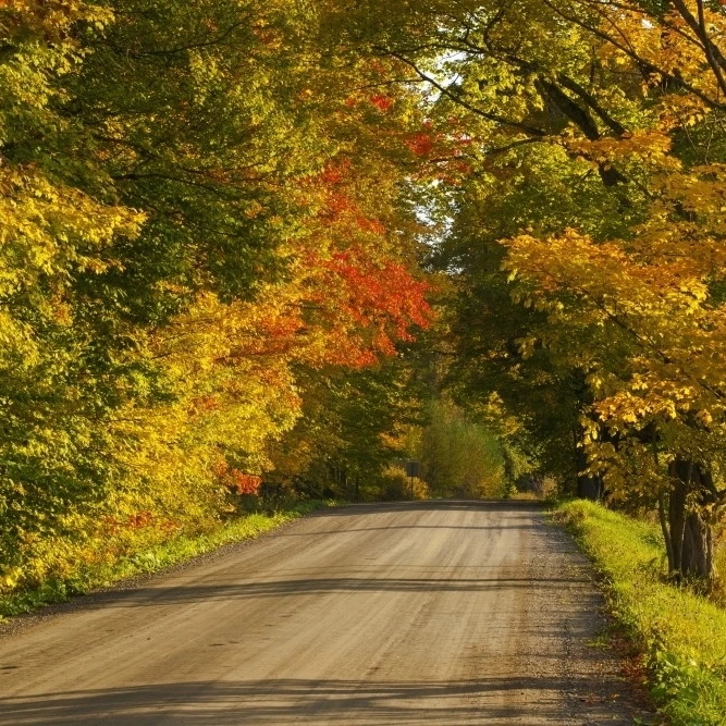 Country road in autumn; West Bolton  Quebec  Canada Poster Print (19 x 12)