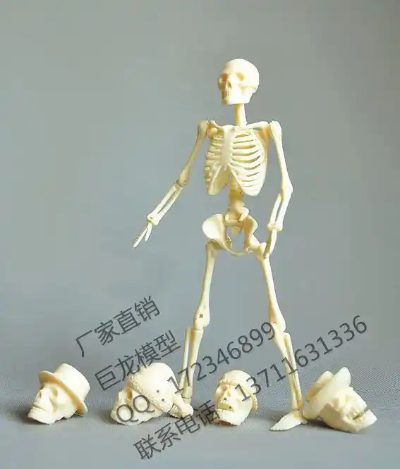 skeleton toys