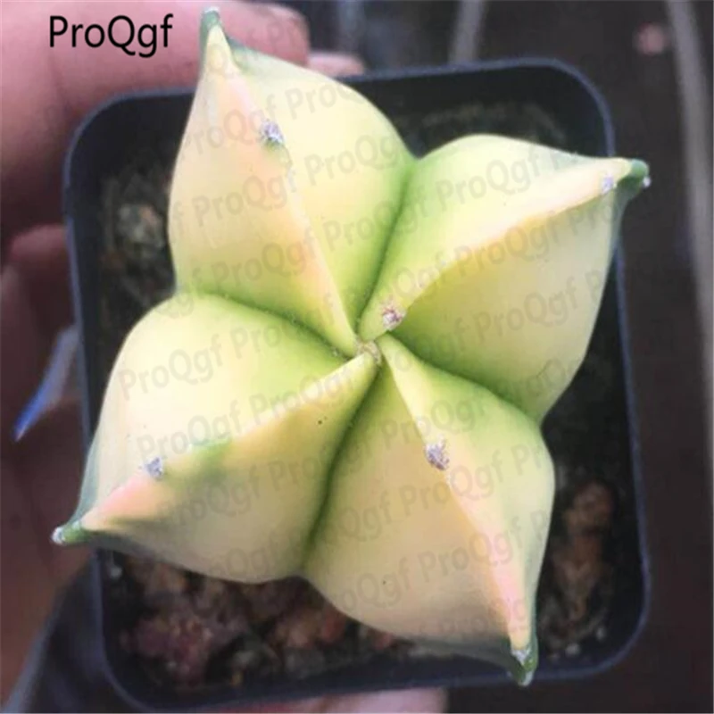 

3Pcs A Set Astrophytum myriostigma