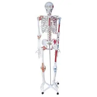 

Safety TRAINING MANIKIN 170cm large half-length model FOR Nursing doctor