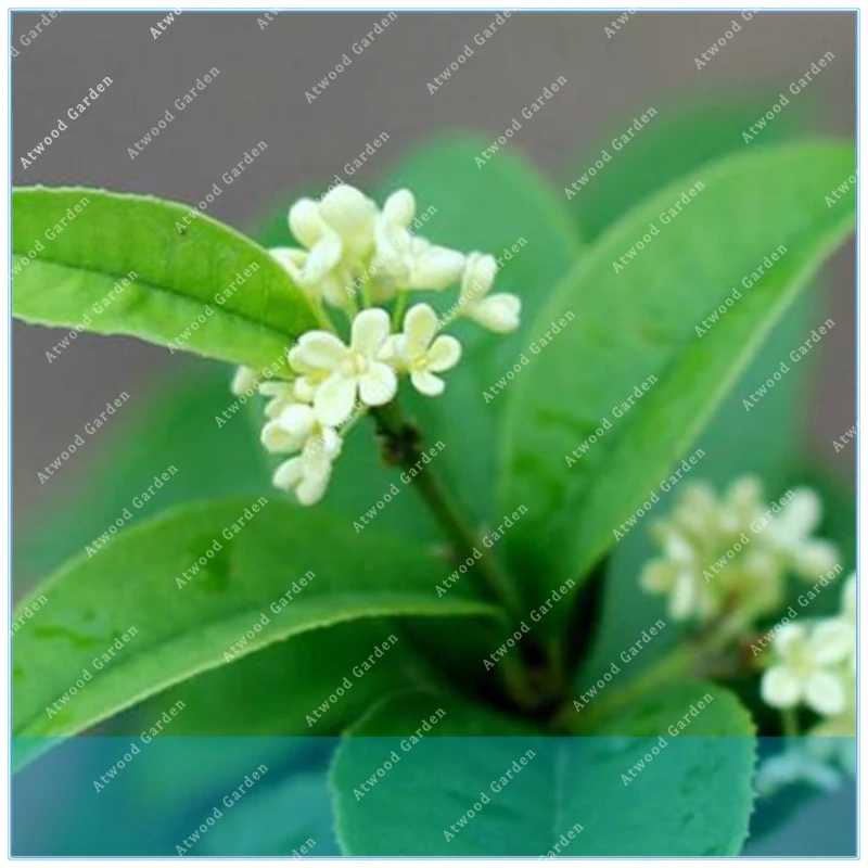 

ZLKING Indian laurel Calophyllum Inophyllum 10pcs Poon Alexandrian Laurel Tree Borneo-mahogany Beach Calophyllum