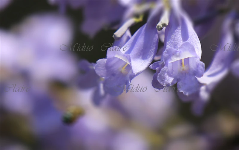 Силиконовая австралийская лепестковая форма Jacaranda для резки цветов помадки