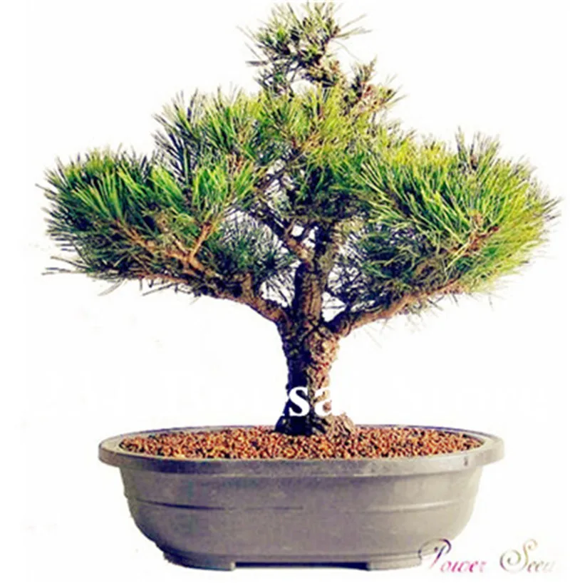 Genuine! 50 Pcs Juniper bonsai tree potted flowers office bonsai purify the air absorb harmful gases juniper garden seedsplants Genuine! 50 Pcs Juniper bonsai tree potted flowers office bonsai purify the air absorb harmful gases juniper garden seedsplants
