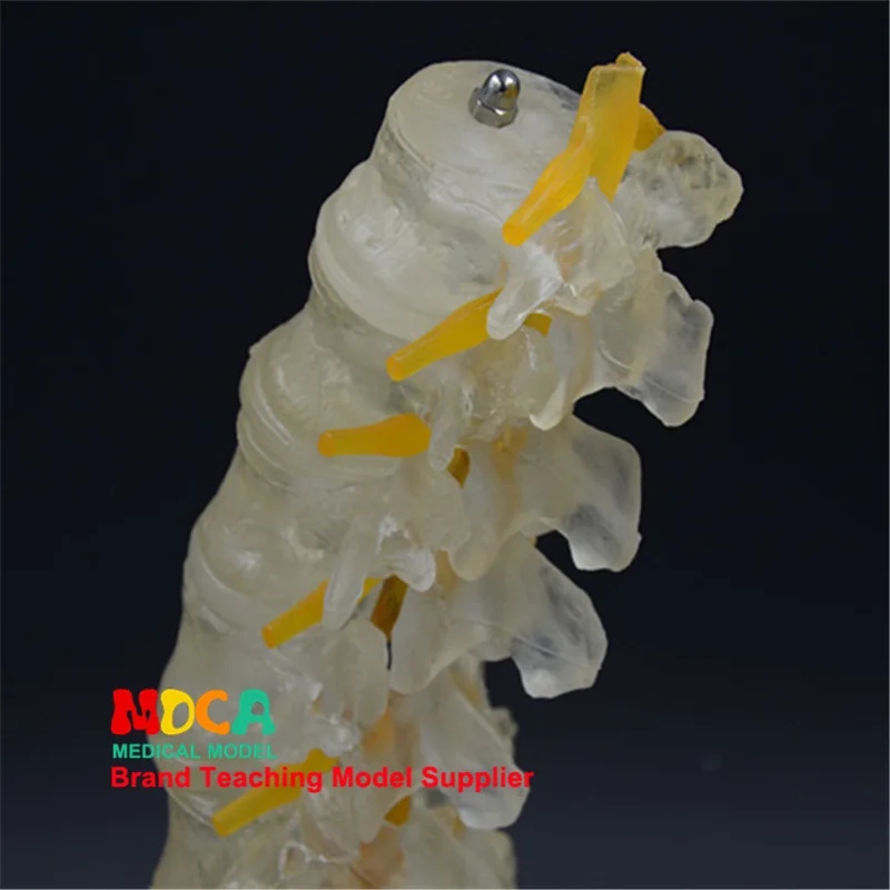 Spine model Luminous ornaments A birthday present Caudal vertebrae Human lumbar spine model Medical teaching equipment Skeleton