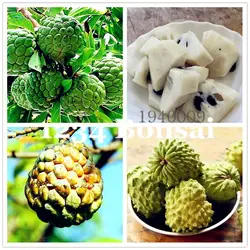 Бонсай 10 шт. Soursop фрукты Graviola Annona Muricata завод многоцветный Sweetsop вкусные сладкие фрукты сахар яблоко завод в горшок