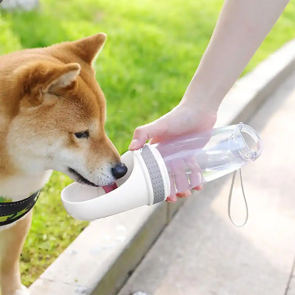 boykin spaniel breeders midwest