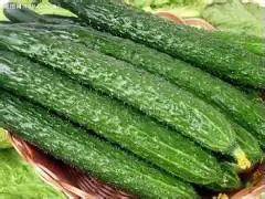 огурец f1 гринлайн. гибридные семена огурцов f1. огурец ф1 китайский змей. семена китайских огурцов. огурцы сорт китайский змей.