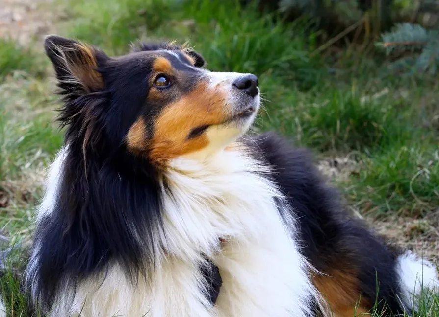 HTB1D9Fdac_vK1RkSmRyq6xwupXak