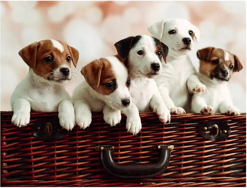 jack russel puppies