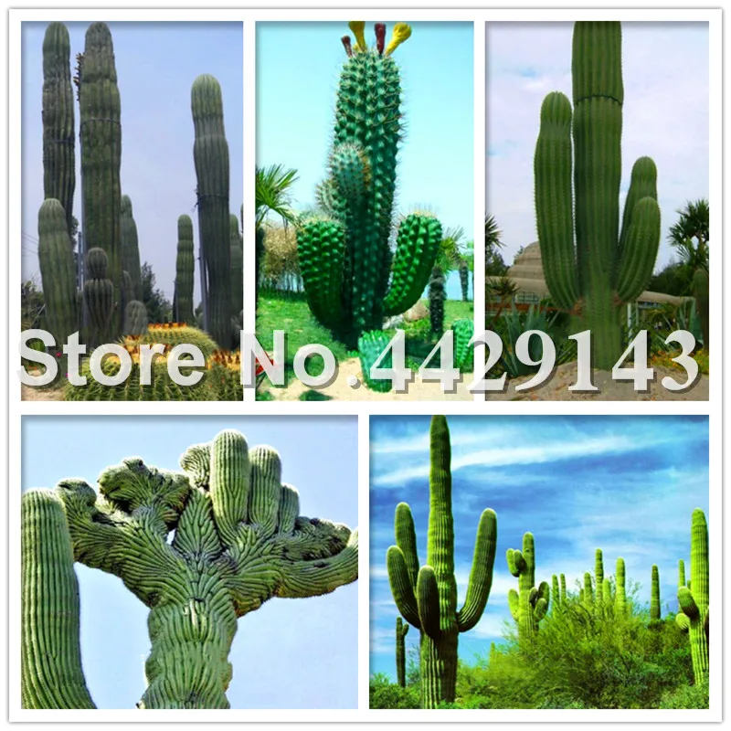 

Big Promotion! 200 Pcs/Pack Best Rare Cactus Flower Bonsai, giant shape , heat tolerant Succulent Perennial plant De Flores