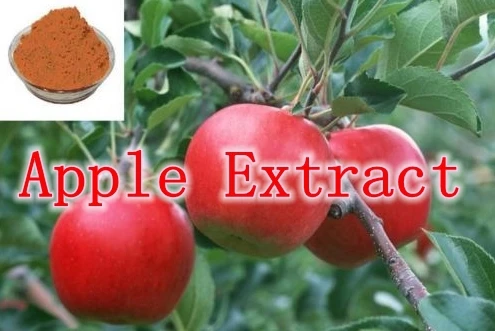 

5 Pack High Quality Apple Extract with specification 70% Polyphenol 500mg x 500caps free shipping
