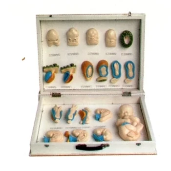 

Fetal shape and face Formation model Infant development Detail simulation model 60*40*14cm free shipping