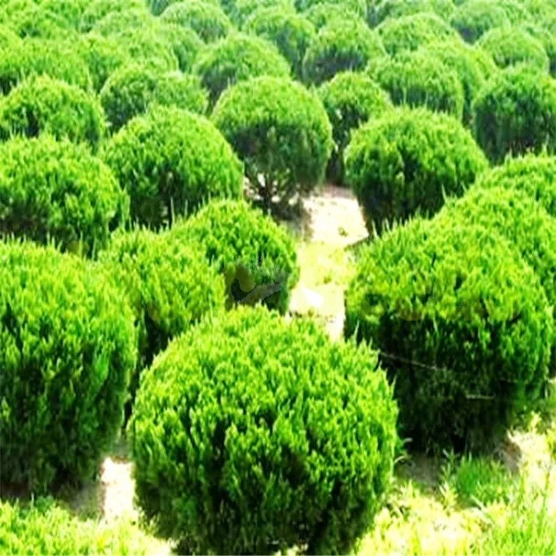 

Bonsai 100 Pcs Colorful Japanese Juniper Mixed Bonsai Starter Tree Juniperus Procumbens Nana Potted Plant For Home & Garden