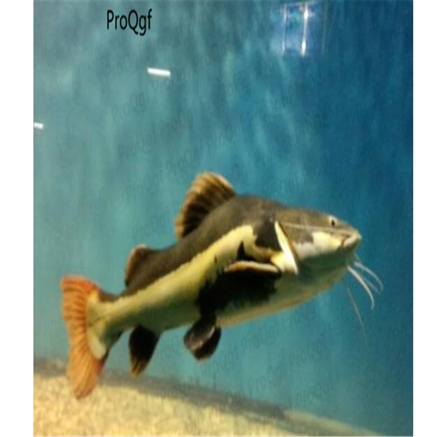 100Pcs A Set Phractocephalus