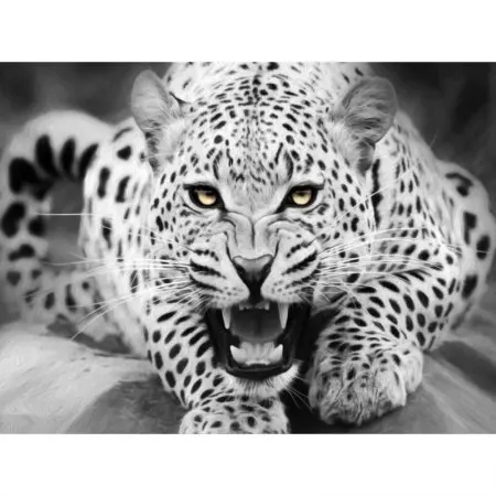 cioioil-W809 Black and white leopard lying on the ground Wall Art Frameless Picture Painting By Numbers DIY Digital Canvas Oil Painting Home Decor