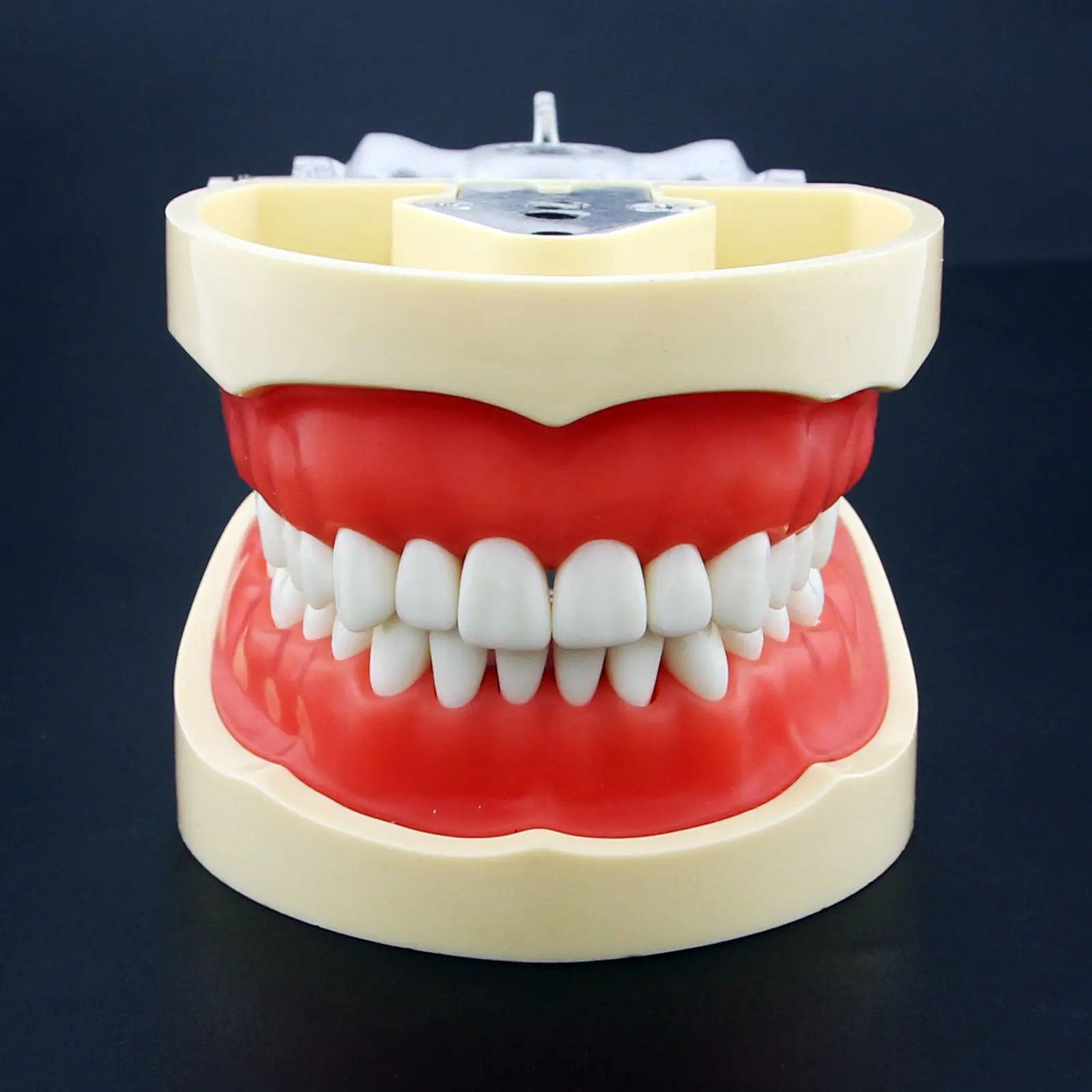 

kilgore Nissin Type Dental Typodont Model 200 with Removable Teeth