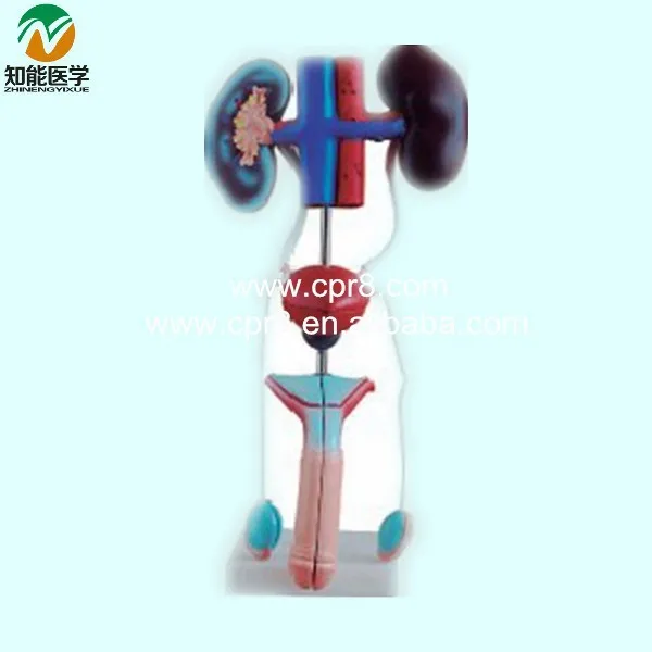 BIX-A1063 Male urogenital system anatomical model_01