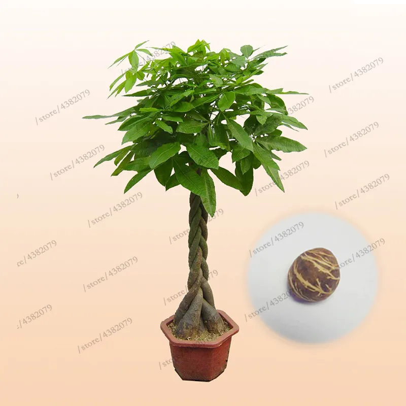 

1Pcs/bag Rich Tree plant rich in family Potted Flower flores Rich Bonsai Tree plantas For Diy Flower Garden supplies