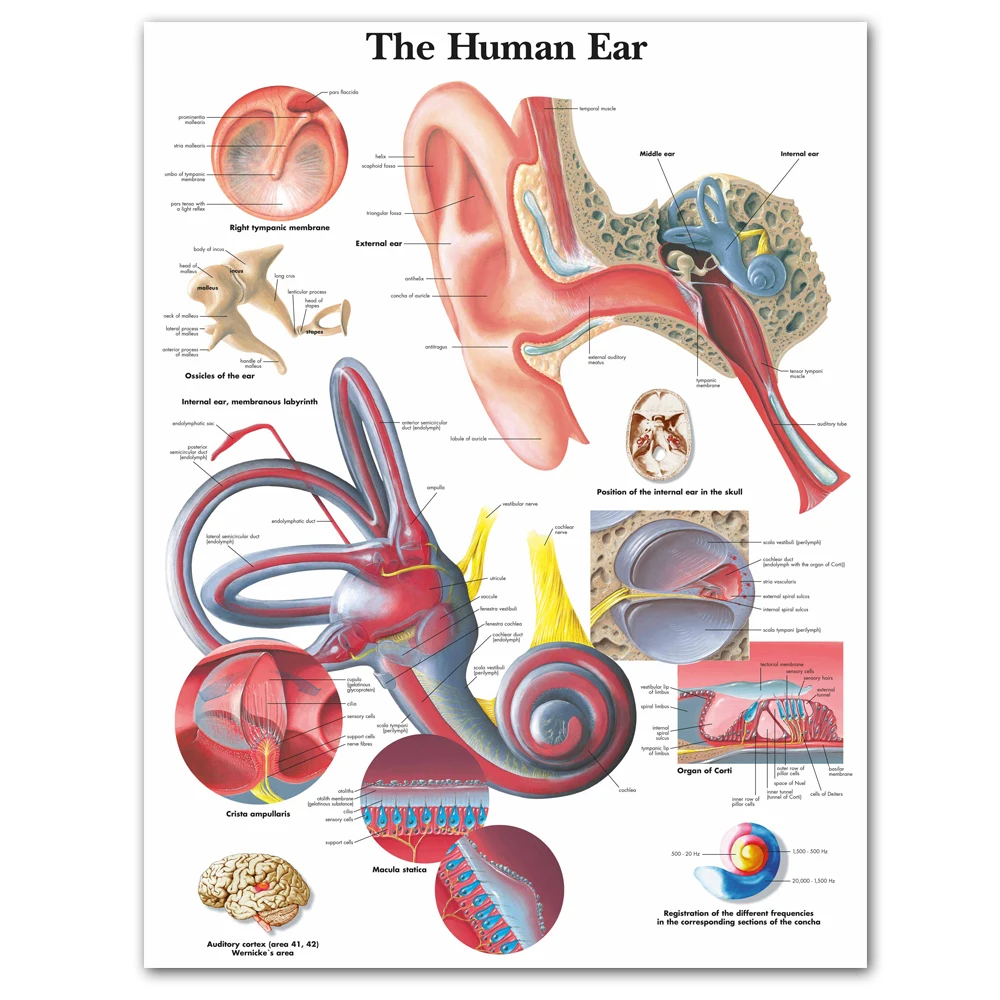 WANGART человеческого уха анатомия, анатомический диаграммы Плакаты детали Холст плакат Настенная картина для медицинского образования, офиса, дома