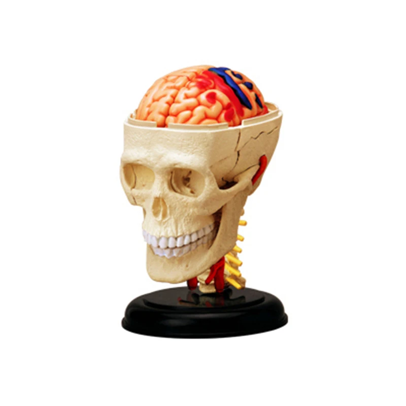 4D череп интеллект сборка игрушка гуманоорган анатомическая модель медицинская
